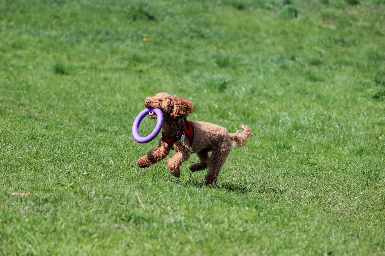 Poodle Running with a Lilac Ring on Green Grass